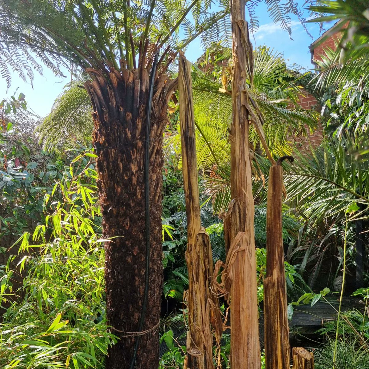 junglegardenlds's tweet photo. Roll on the warmer weather! #junglegardenleeds #garden #gardening #plants #planttwitter #jungle #leedsgardeners https://t.co/BaW1gZpkFe