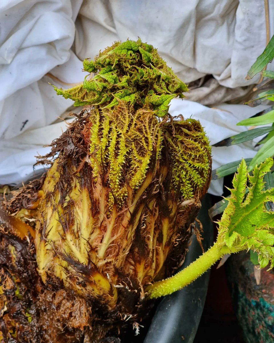junglegardenlds's tweet photo. Roll on the warmer weather! #junglegardenleeds #garden #gardening #plants #planttwitter #jungle #leedsgardeners https://t.co/BaW1gZpkFe
