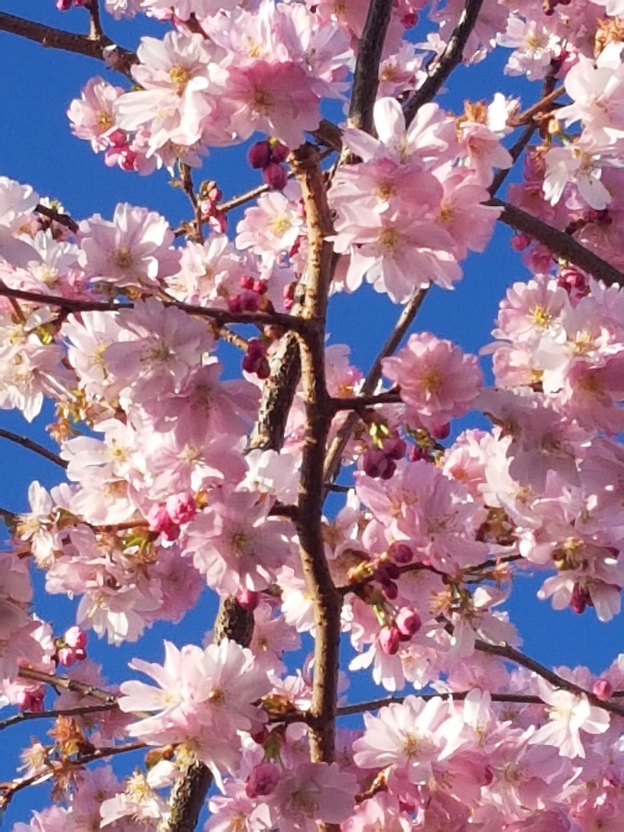 Positively Harrogate tweet media