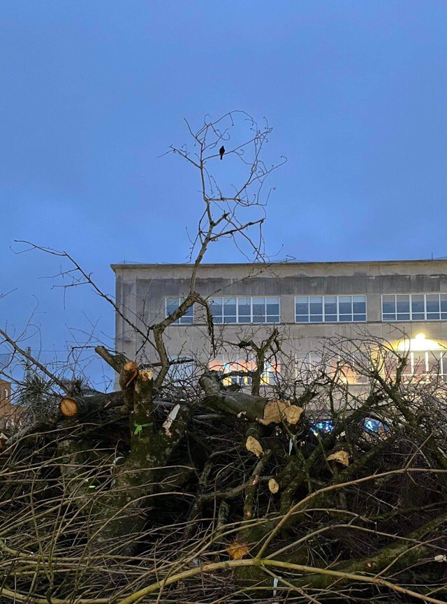 Our famous Armada Way blackbird has been singing his heart out all week. 

The moment we served the injunction and the work stopped he was all we could hear. 

#PlymouthCityCouncilTreeMassacre #plymouth #armadaway