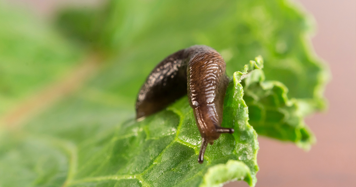 DarlacGardening's tweet photo. Here are some tips to protect your young plants from slugs:
π Keep back plants until they are more developed.
π Scatter the ground with chilli powder.
π Introduce beer traps.
π Use barriers such as felt, sharp stones and copper.
#gardeningtips #slugsandsnails #cropprotection https://t.co/iyXU3PXqBO