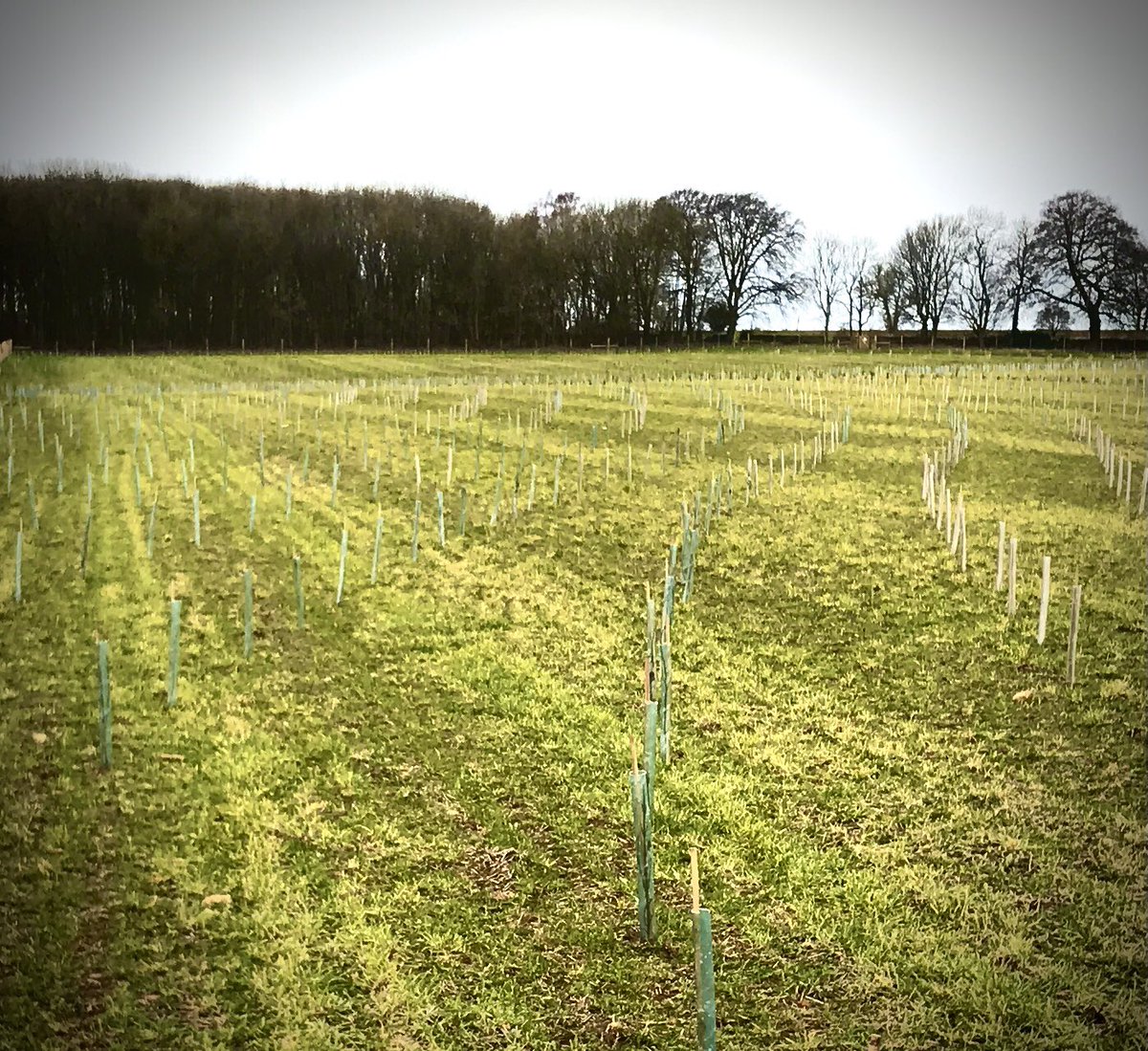 @sixinchesofsoil team were invited by Tim Coates, to a farm walk #chippingnorton. Great to learn what a farm can offer alongside producing food.  Working as a #farmcluster @NECotsCluster to maximise #naturalcapital @NaturalEngland @ForestryEngland @cotsriverstrust #landrecovery