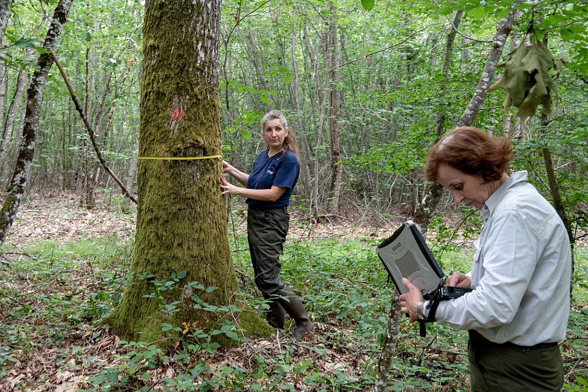 INRAE_France's tweet photo. Les #forêts aussi transpirent, et pas qu’un peu ! 😮

Face aux assauts du #climat, les arbres réagissent. La forêt d’Orléans évapore l’équivalent de 500 piscines olympiques par jour à cause de la #sécheresse. 🌳🏊‍♂️

© N.Bertrand

🎥 https://t.co/JSCrP329fz https://t.co/lBHGZ0WjD3