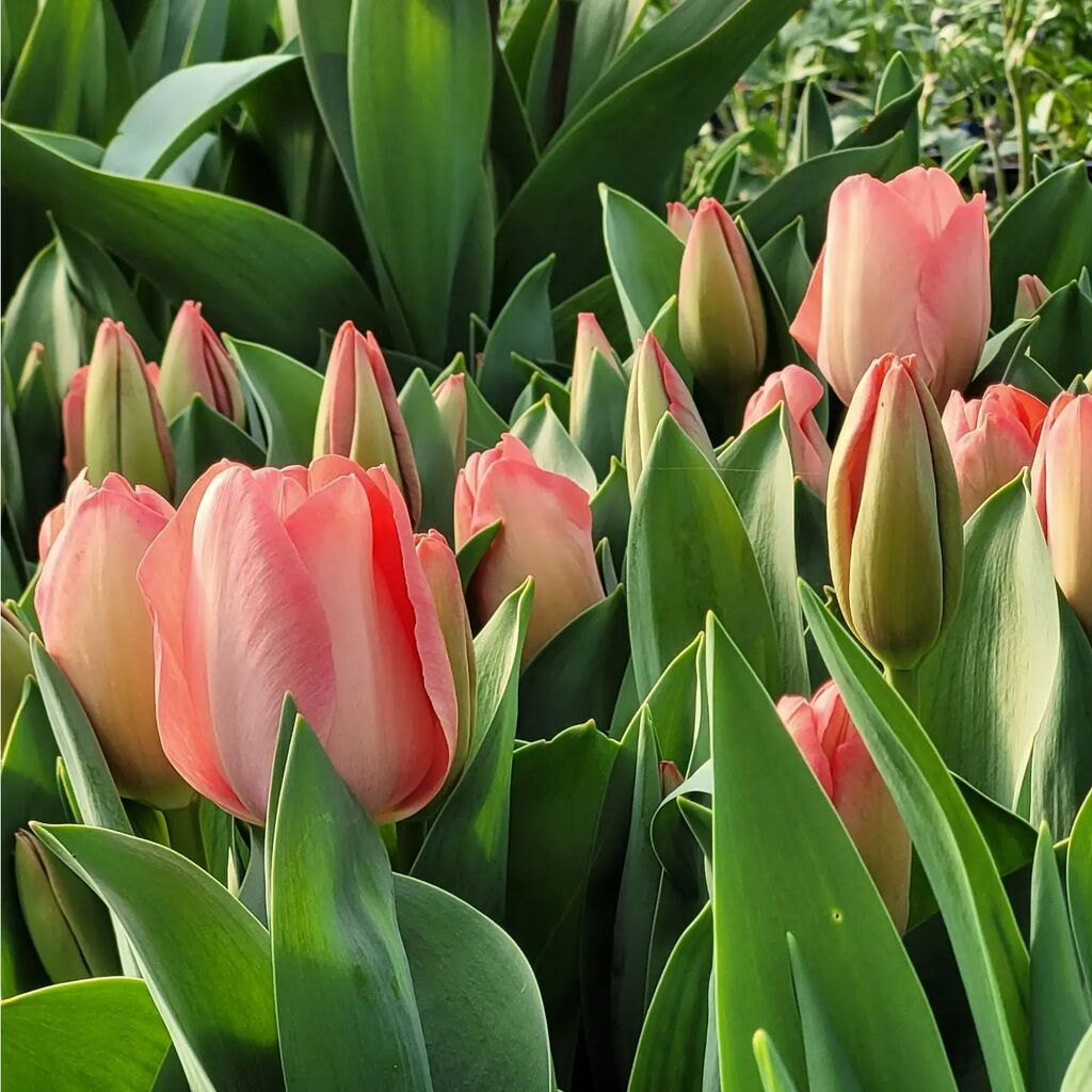 And then, as if by some powerful magic, the first Tulips have arrived. Just the first few in the tunnel but we're really on our way now.

Gently at first, then with a gathering urgency as the weeks unfold, the sheer force of all this  nature will have us… instagr.am/p/CqFWDVEKW8I/