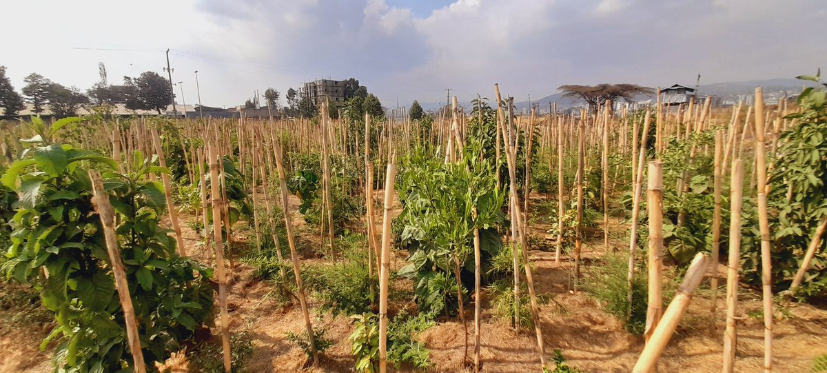 Roha Medical Campus tweet media