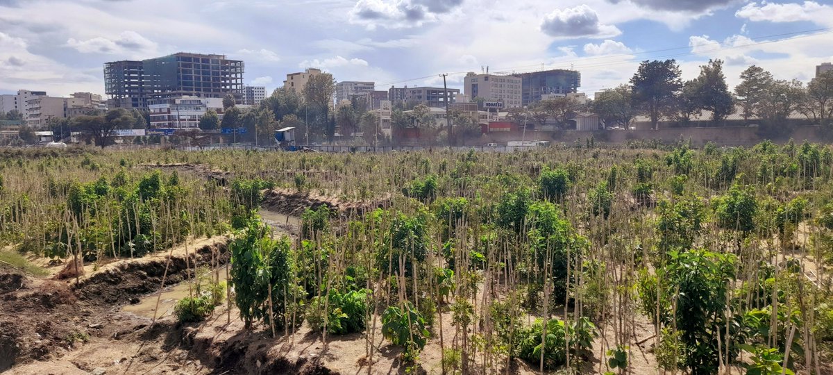 Roha Medical Campus tweet media