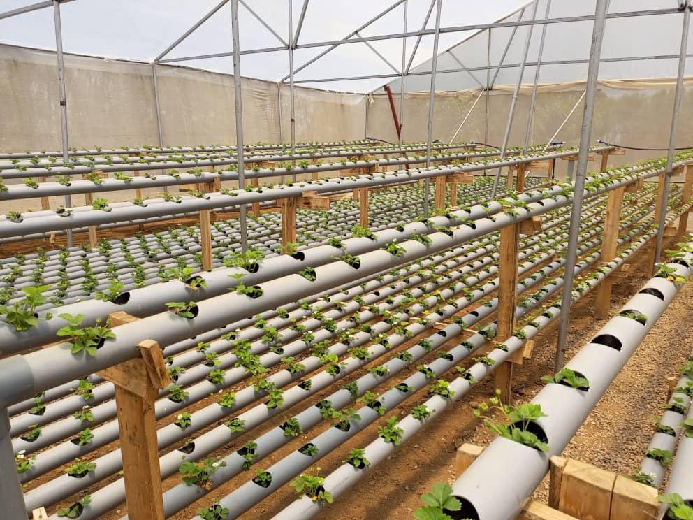 MugishaElie_'s tweet photo. Strawberries farming is the best option for people planning to venture in vertical farming. Why? 
#Thread https://t.co/JRlZSf1qPs