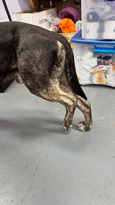 psychicwhisper3's tweet photo. 🆘💙ADAM🏥#A353902 2 Yrs APT Mix
#CorpusChristiTX👹
Injured Seen By Emergency Vet & Possible
Fractured Rear Limb😩Cannot Stand
On Limb💔He Needs #MedResQ ASAP
Or Be Killed💥4/10/23 12:00 NOON💥
Pls #PLEDGE #RESQ If Your #RESQ
Can Help📧ccacsrescues@cctexas.com
☎️361-826-4630 https://t.co/S9VWO7b5fX