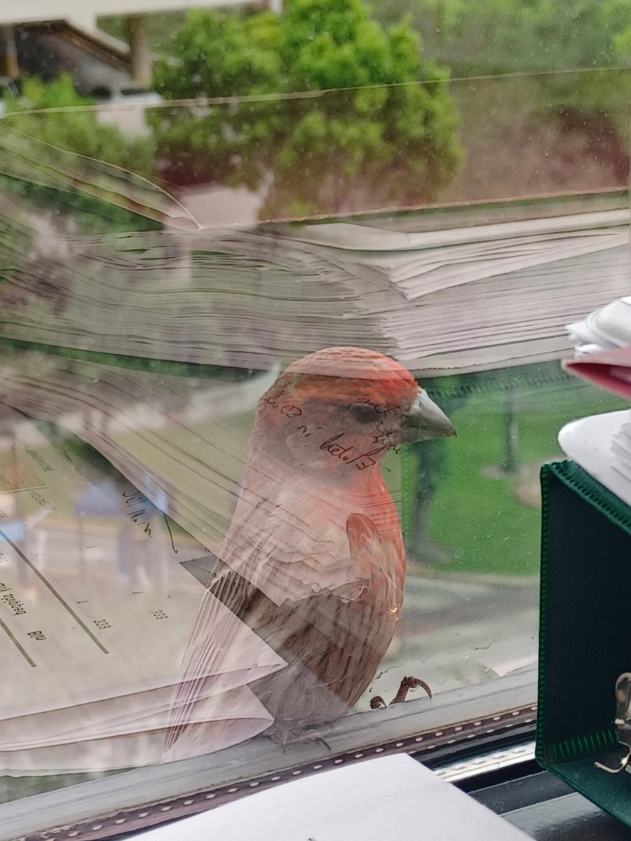 Alex Kneubehl, PhD tweet media