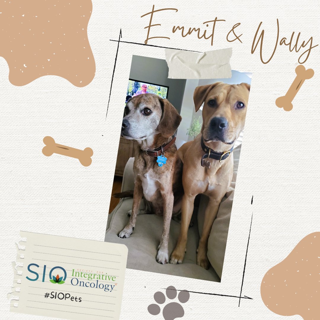 Integrativeonc's tweet photo. Emmit and Wally? Nope, it’s not a country music band, it's the two adorable doggos of Erika Freundel who helps SIO plan all of our conferences! But don’t worry, our conferences are for humans!
https://t.co/3ttIFQRjZo
#SIOPets #integrativeonc https://t.co/gvlUMDD6Jt