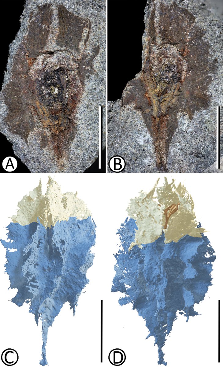 New pub from <a href="/KeanaTang/">Keana Tang</a> and another collab between <a href="/KuPaleobot/">KU Paleobotany</a> &amp; <a href="/umich_paleobot/">UMich Paleobotany</a> 

Keana used micro-CT on a seemingly lost 80 mill yr old fruit and revealed that it was 3d preserved in exceptional detail. This plant prob belonged to an extinct group of (rosid) angiosperms 🌸🌹🌺
