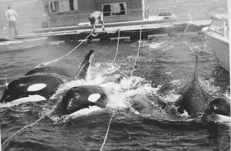 All it took to disastrously alter the lives of 7 Southern Residents, end the lives of 5, and undoubtedly terrify over 80 others, was the approval of a $100 dollar "take permit." The 1970 Penn Cove capture, is fault of the marine park industry, whether they ever admit that or not.