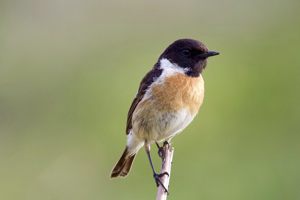 markgoldstone's tweet photo. @richardlittleda @Natures_Voice #stonechat https://t.co/q0C20QYpYd