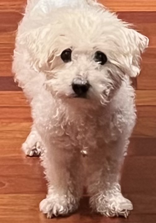 Christine Chung, MD tweet media