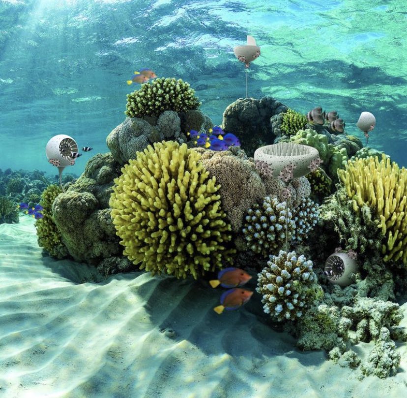UN DESA Sustainable Development on Twitter: "RT @Corals4Conserv1: Coral 