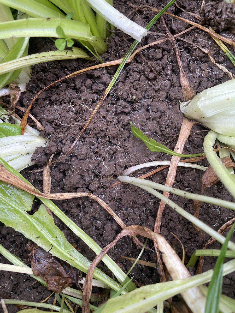 BaseIreland's tweet photo. Big thank you to Mike Walsh, Thomas Maloney, and Kevin o Hanlon for hosting our visits today. #soilhealth #multispecies #rumenhealth #soilbiology and #feeduseefficiency were all hot topics for the day. Even managed to dodge most of the rain๐
#farmerseducatingfarmers https://t.co/RHOryj0HYn