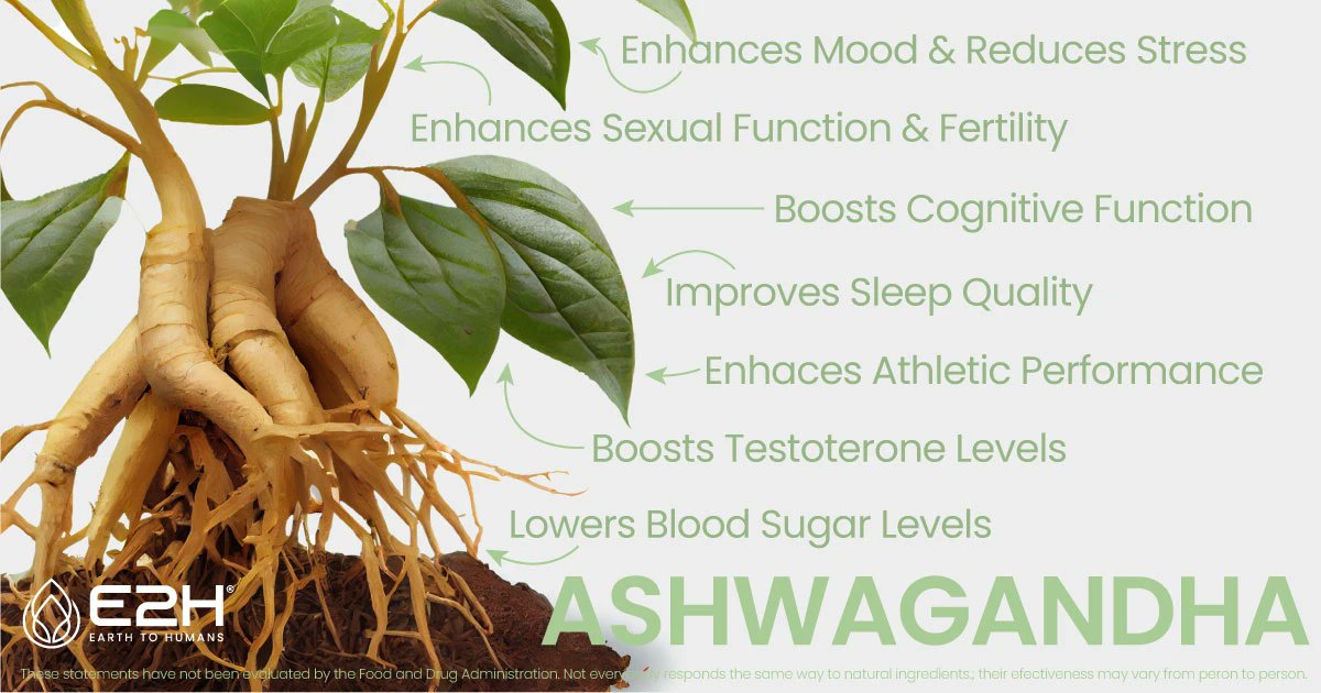 Discover the incredible benefits of Ashwagandha for your health and wellness! 💪🌿 Want to learn more? Head to our blog post (link in bio) for in-depth information featuring this amazing herb.  #Ashwagandha #healthylifestyle #naturalremedies 
 #naturalingredients #e2hsupplements