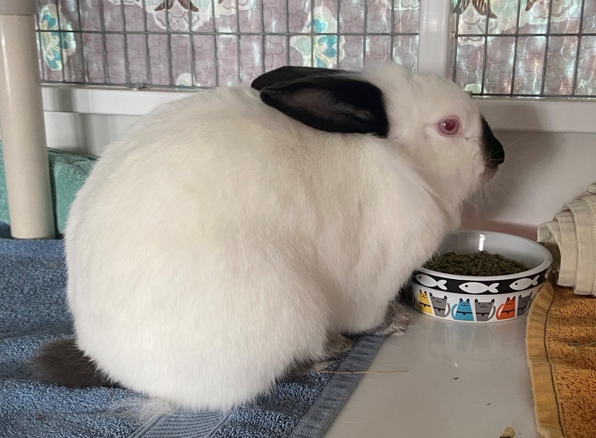 After spending time with her dwarfs (baby buns!), Snow White is looking for her happily ever after. She's an easygoing bun who just about melts when being petted. She'll even run up to you for attention. Set up a meet-and-greet with Snow White today: petsinneed.org/smallanimals/s…