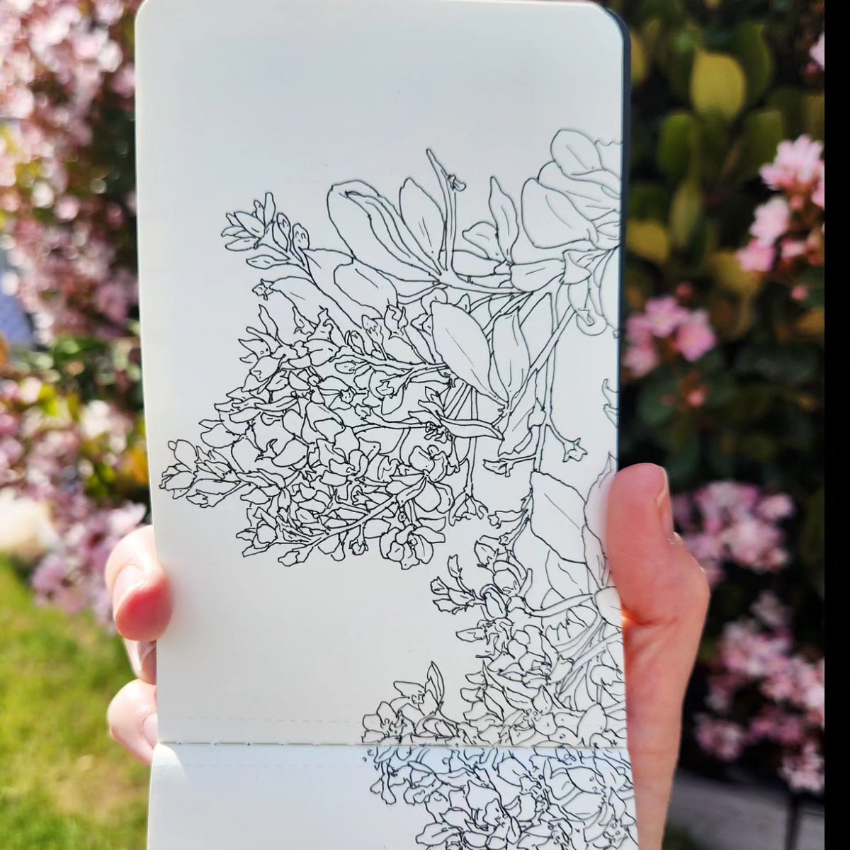 I think it's an #IndianLaurel ? That's what the AI says anyways. I say it's buzzy with bees, pink and lovely to sit near in the hot desert sun (though I gave myself a heck of a heat rash, beauty is pain???)