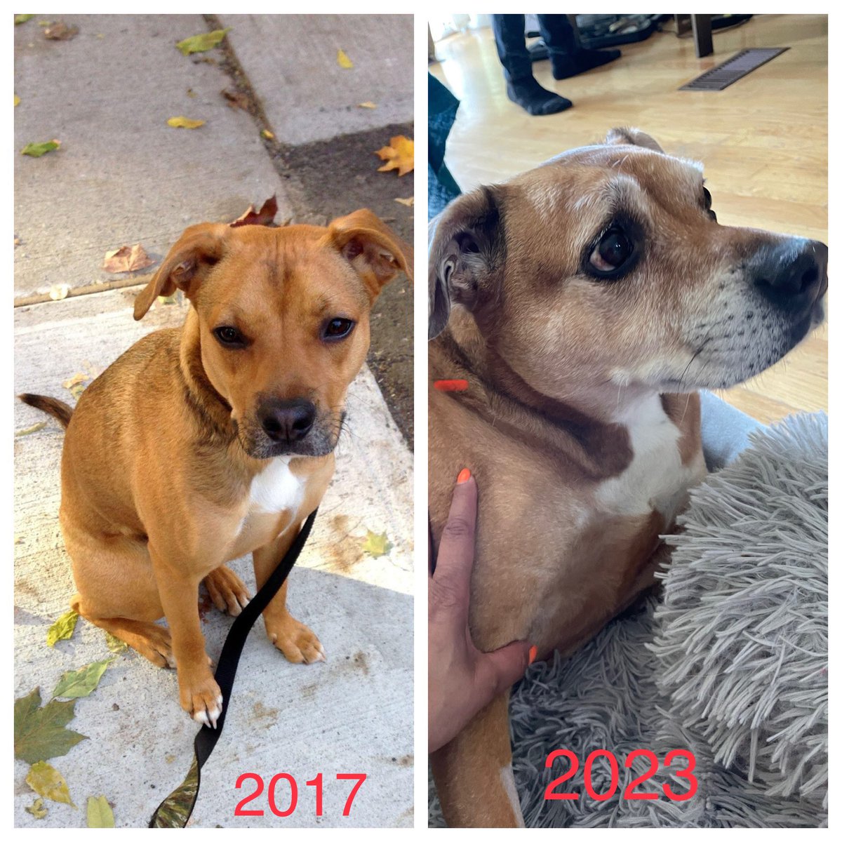 mitramalini's tweet photo. @dog_rates Jock, then and now. He does not think he is a senior dog. Forever a puppy!! https://t.co/RJZFtpPfsa