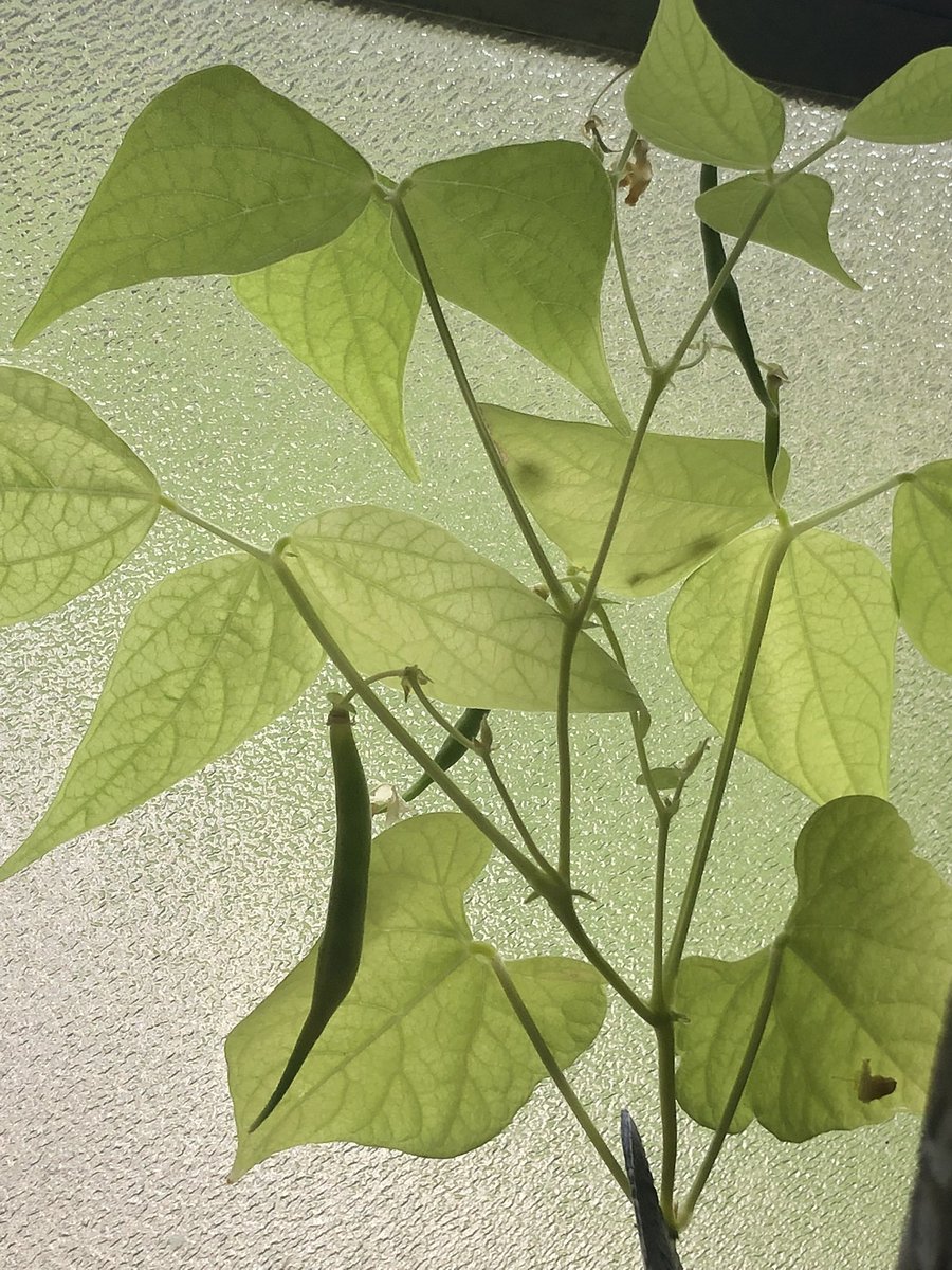 i grew limabeans!