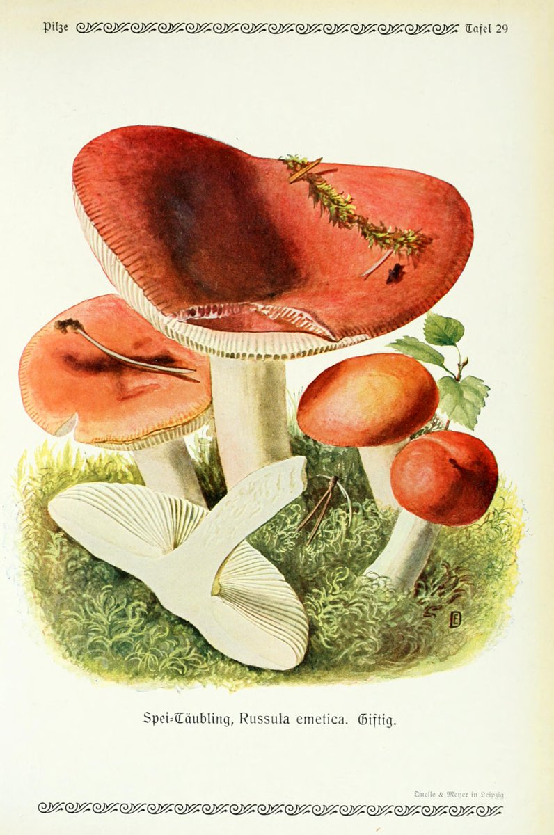 Pilze der Heimat ; eine Auswahl der verbreitesten, essbaren ungeniessbaren und giftigen Pilze unserer Wlder -1913- ~ archive.org/details/pilzed… #fungi #butterflies #birds #nature #book #archive #scientificillustration