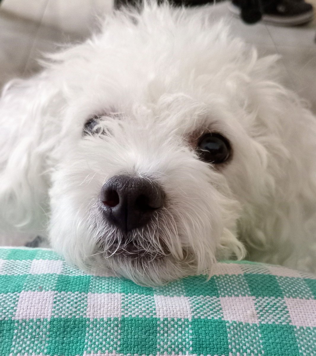 Flor Vel tweet media