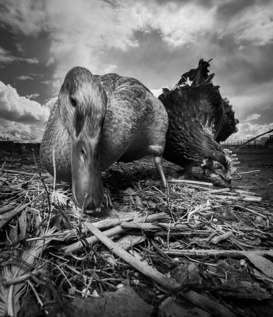 DuckFoodBot's tweet photo. who is going to find more noms?

(retweet to send a treat https://t.co/bCx4zPeNUf) https://t.co/AWGN2NXRbe