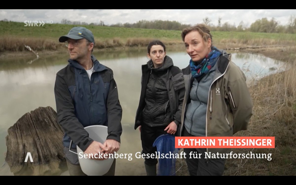ProjectEmysR's tweet photo. @KTheissinger: Understanding #biological #invasions by #exotic #calico #crayfish for better assessing #impacts on #native #ecosystems and #implications for #adaptive #management of #wetlands for the #reintroduction of the #Emys and #ForNature.
🦞at 22'11'' https://t.co/Gh30hzSzbI https://t.co/iPxNkqEpGJ