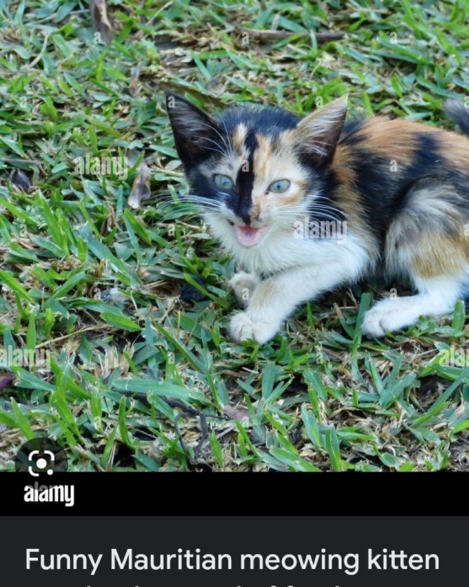 kevanimo's tweet image. 