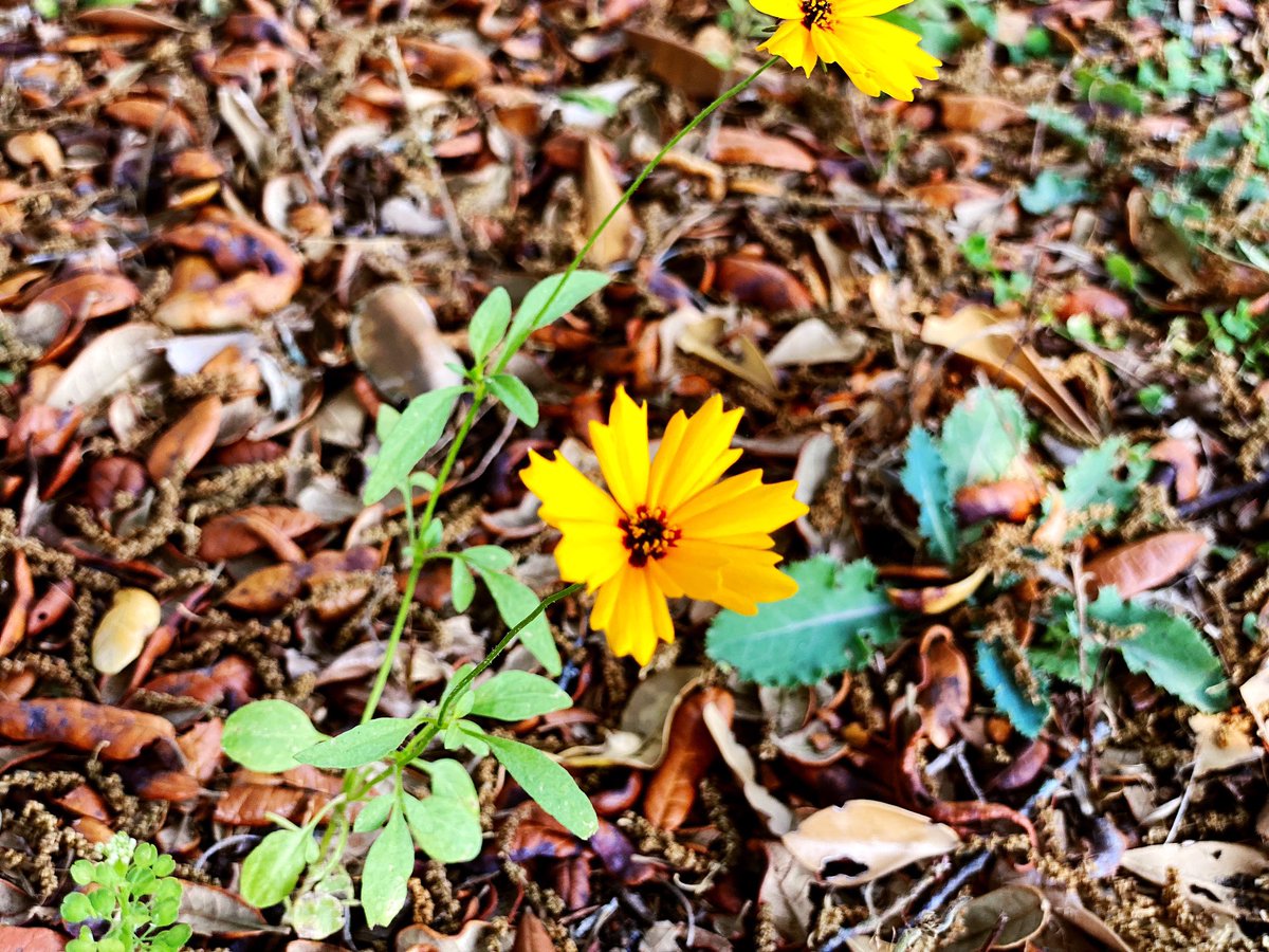 StelBailey's tweet image. 🌈 A simple and fun outdoor activity for the kids this spring is to have them take a photo of a flower in every color of the rainbow. It gives them exercise and encourages creativity as they search for the perfect color and practice photography. #getoutandexplore