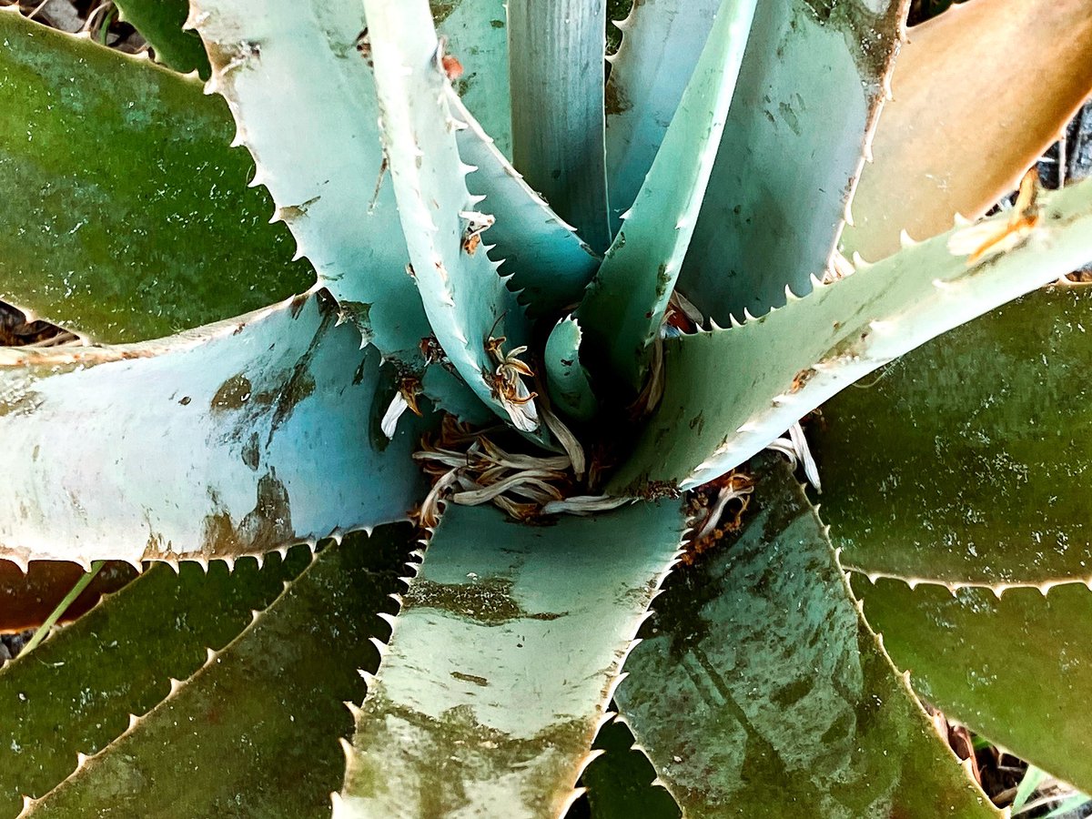 StelBailey's tweet image. 🌈 A simple and fun outdoor activity for the kids this spring is to have them take a photo of a flower in every color of the rainbow. It gives them exercise and encourages creativity as they search for the perfect color and practice photography. #getoutandexplore