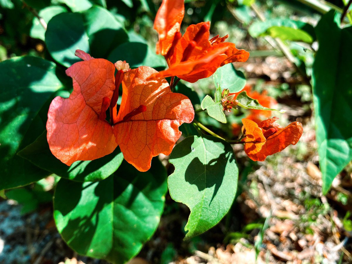 StelBailey's tweet image. 🌈 A simple and fun outdoor activity for the kids this spring is to have them take a photo of a flower in every color of the rainbow. It gives them exercise and encourages creativity as they search for the perfect color and practice photography. #getoutandexplore