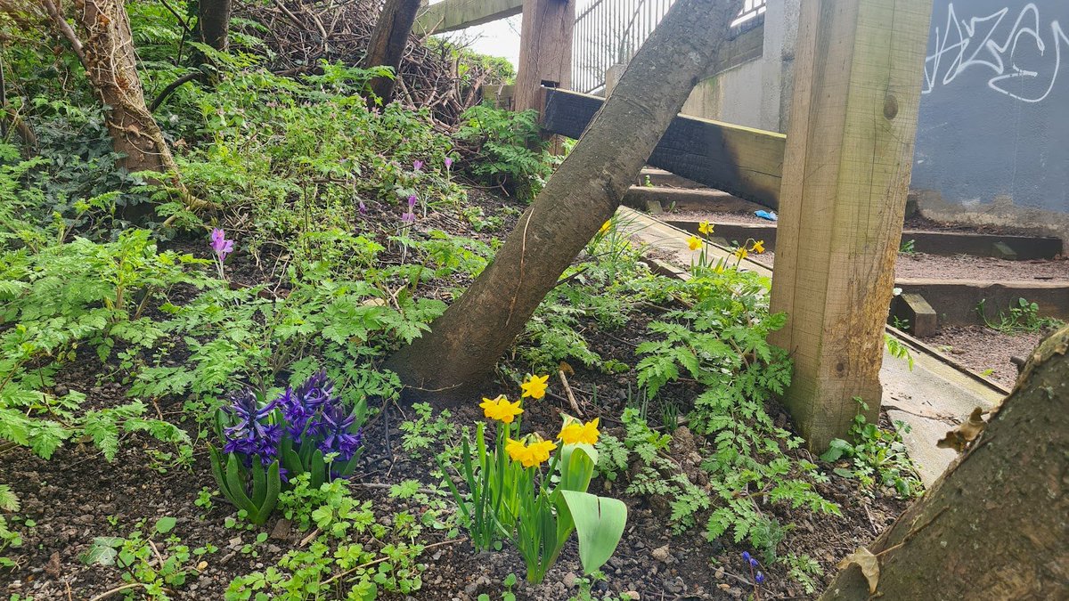 The bulbs we planted on steps leading to the canal are looking good.  Far better than the old bikes, beer cans and goodness knows what that used to live here until we cleared it.

<a href="/CRTSouthEast/">Canal & River Trust London & SE</a>