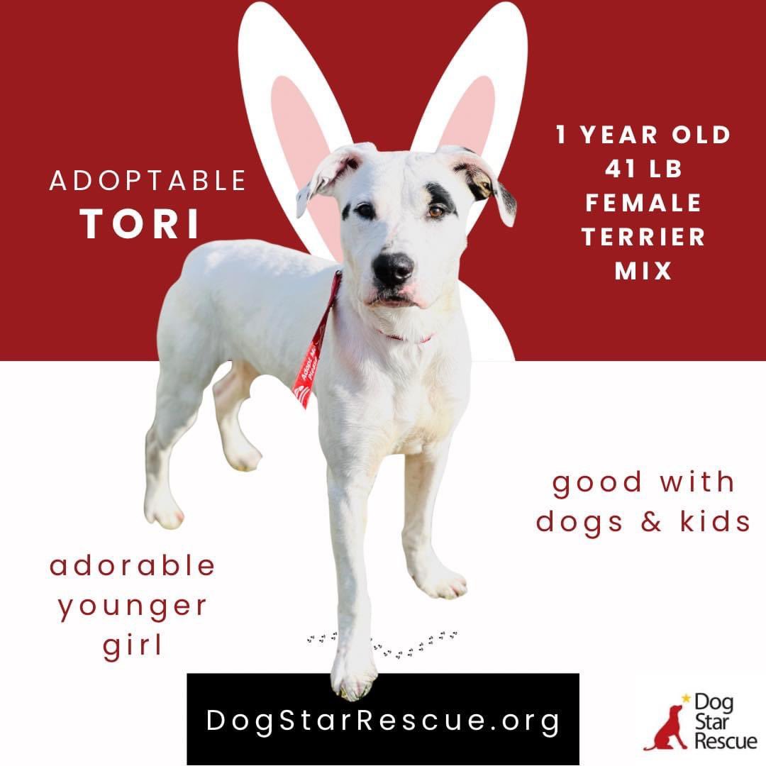 Dog Star Rescue, Best CT Dog Rescue