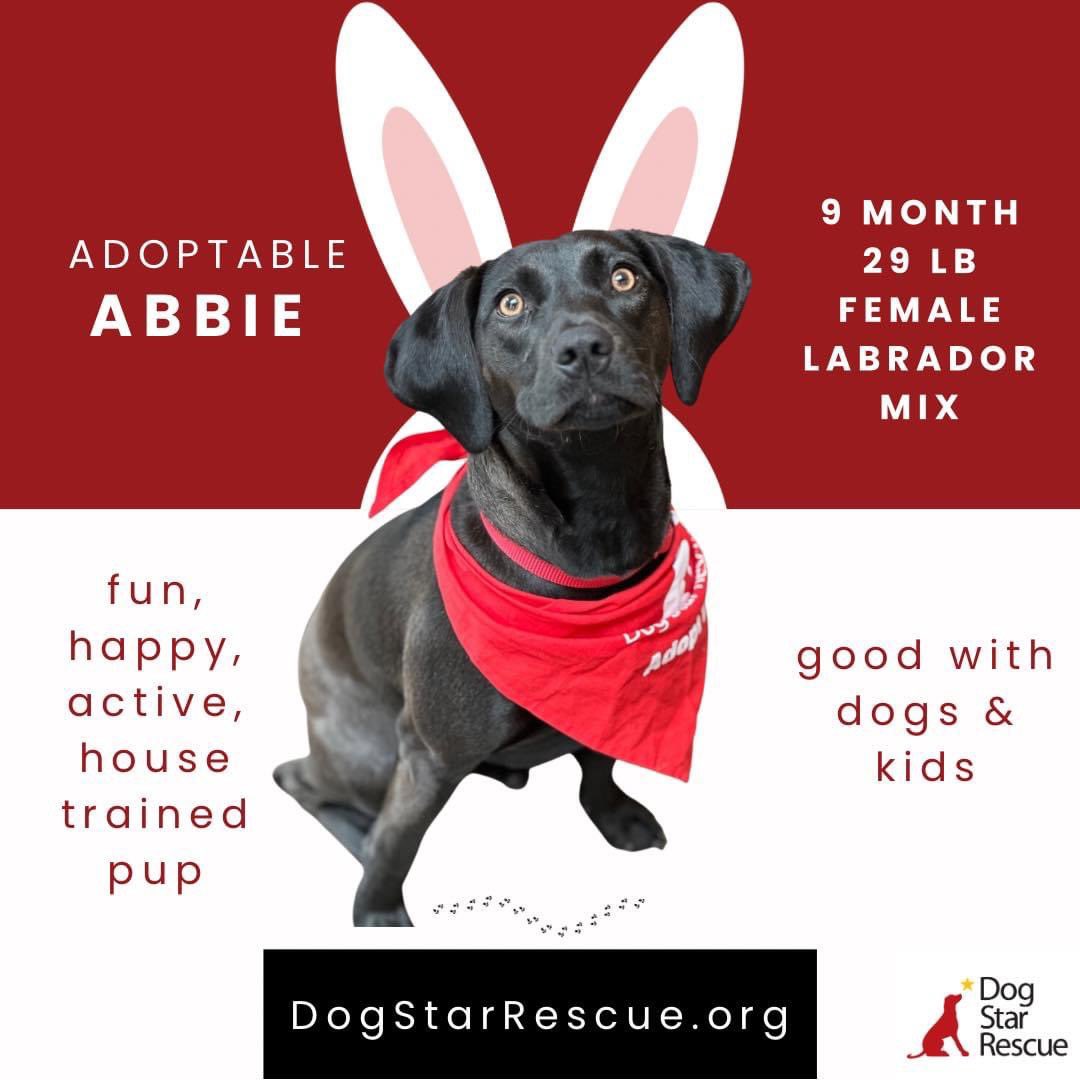 These adoptable dogs are all ears if you’re looking to adopt them! Hop on over to our website to learn more about our available rescue dogs.

We have an adoption event Saturday 4/8 from 12-2pm at PetSmart in #enfieldct and hope to see you there!
#dog #adoption <a href="/PetSmart/">PetSmart</a>