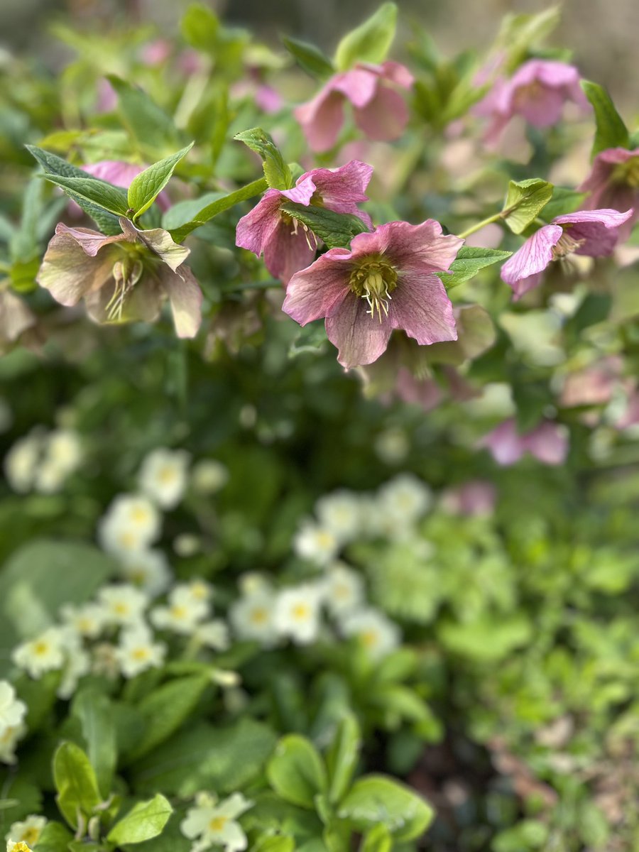 Hat’s off to saying goodbye to the wettest and most miserable March on record. Back from gardening leave and stepping in to better gardening months ahead. Winter garden work now showing true colours.