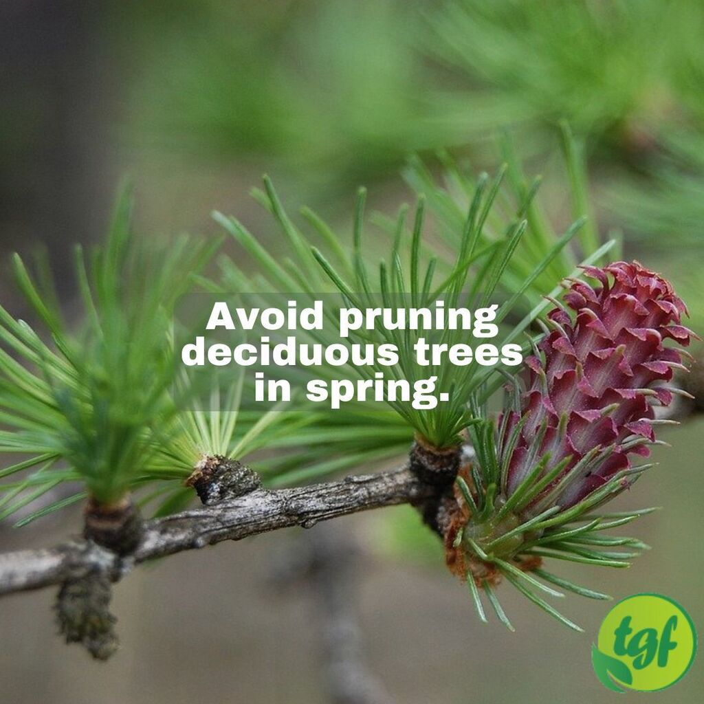 (Tumblr ift.tt/dVM8Jrw) Avoid pruning deciduous trees in spring.⁠
⁠
#pruning #gardening #thegardenersfriends #prune #treehealth #whentoprune #pruningseason #trees #prunefornewgrowth #deciduous #deciduoustrees #treepruning #spring