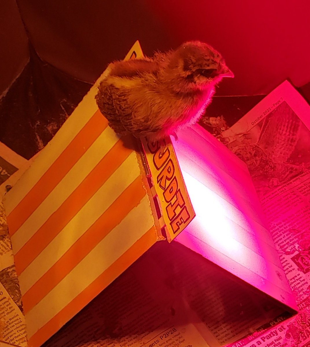 JcJaneJetson's tweet photo. Become Ungovernable #ChickenTwitter https://t.co/uKVRS93Dik