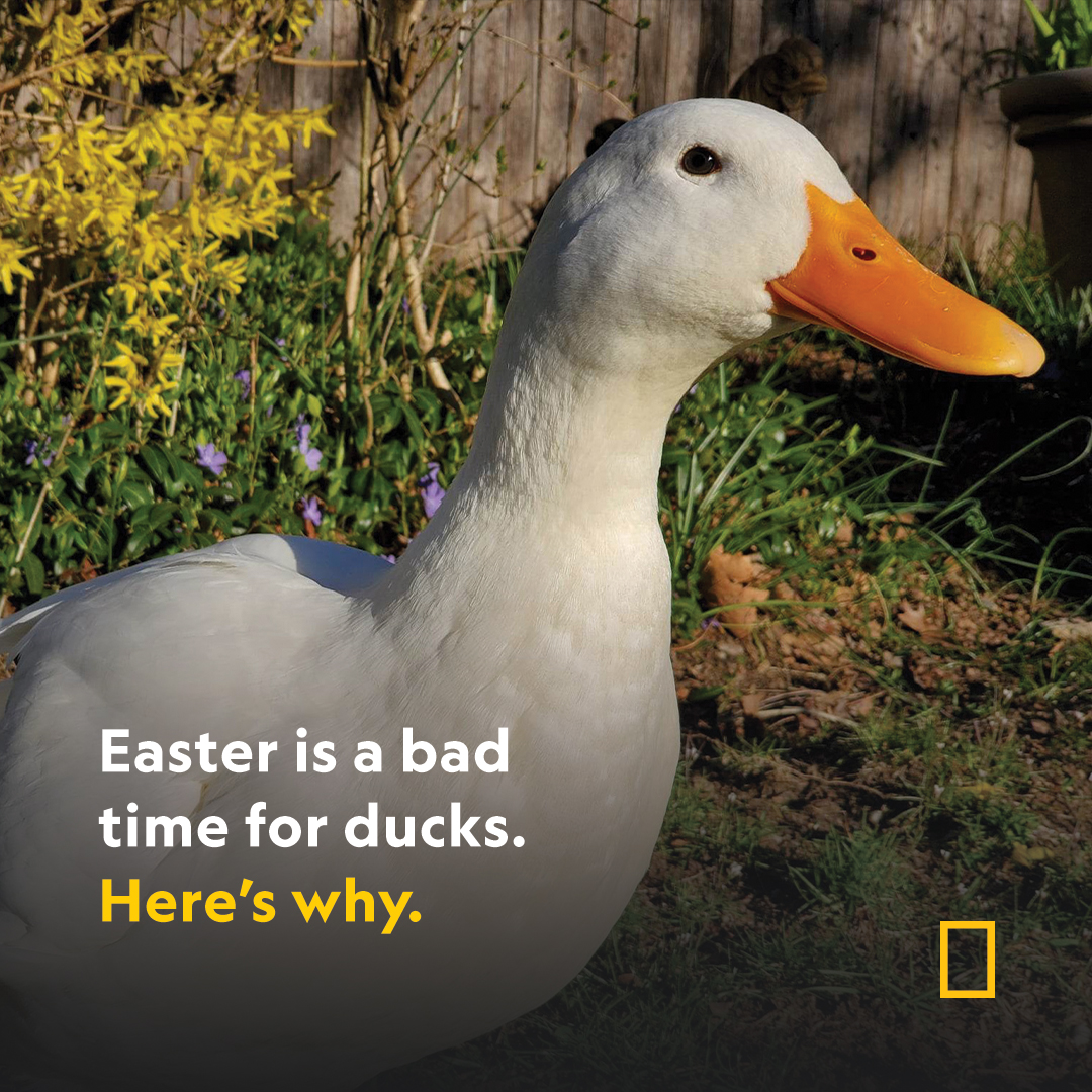 NatGeo tweet picture