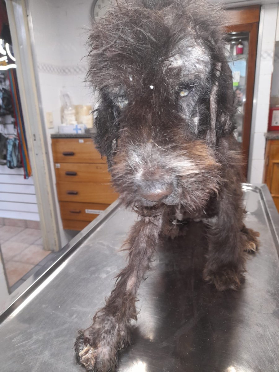 Sabrí empezó un tratamiento
ella ahora duerme calentita!
En un semana tiene control con el cirujano ..
Muchísimas gracias a todos los que ayudan a cambiar su vida desde ahora en adelante no más dolor, pidan por  ella en sus oraciones ! 
 ella sufrió mucho en esta vida!