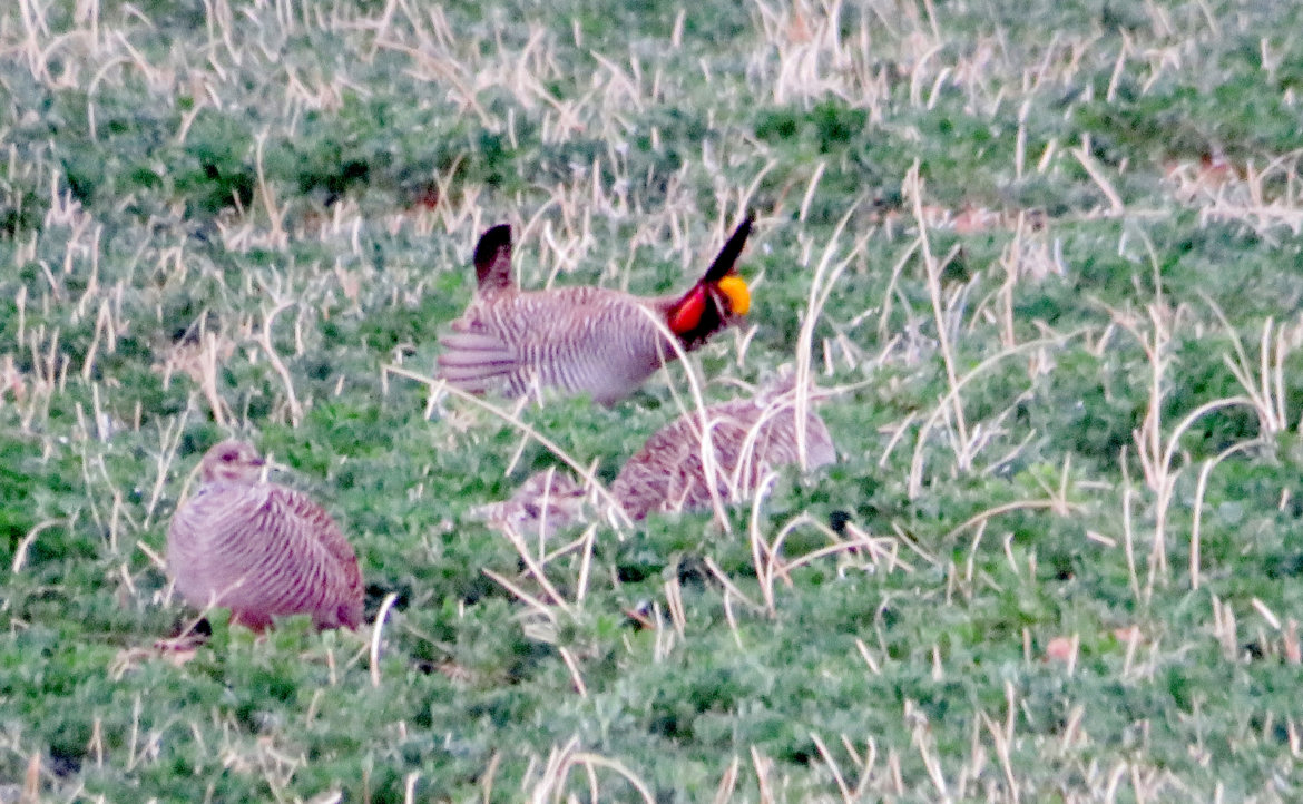 Romance on the prairie: Lesser prairie chickens gather for spring courtship amid declining habitat nmpoliticalreport.com/2023/04/05/rom…