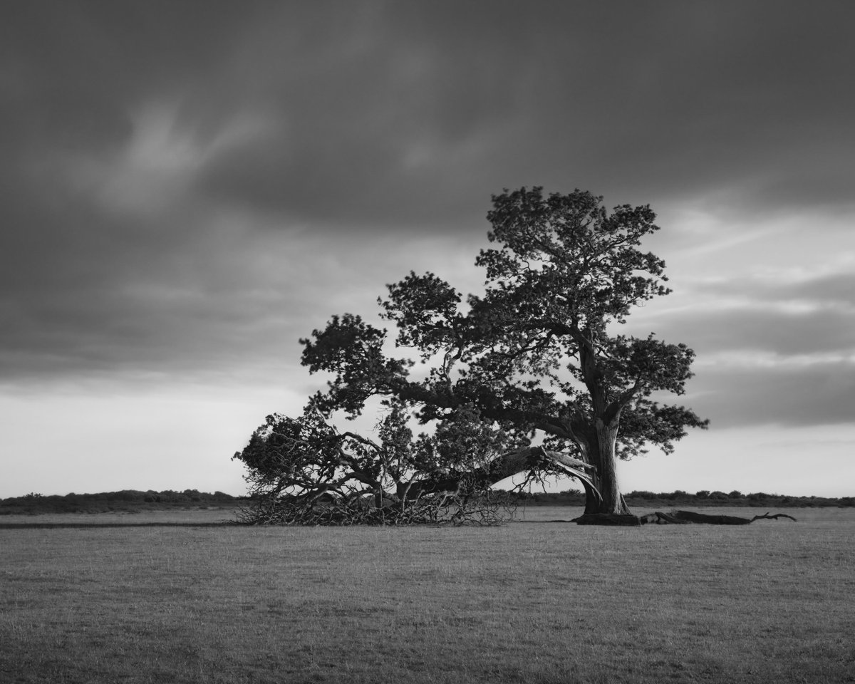 _michaelhartley's tweet photo. 'After The Storm'

🌳 2022 Capture 
🌳 23/50 Available 
🌳 Collect two = enter draw to win my next edition. Two wallets are currently eligible 

Thank you my collectors, and supporters. Appreciate you all 🫡

RT first tweet really helps me 🕊️

https://t.co/nfP7ZXJAdq https://t.co/5kWy1U5d17