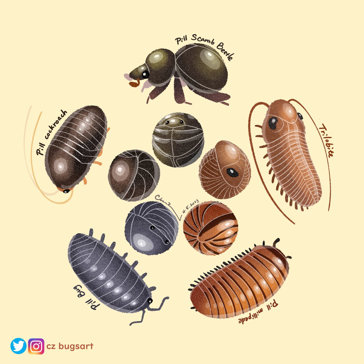 Five arthropod friends who can roll into a ball! Sadly we’ve lost one of them during Permian mass extinction🥺