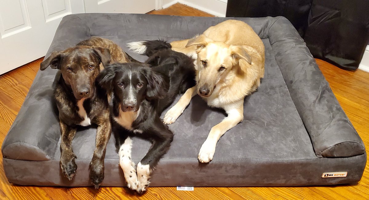 'We got the Big Barker a few weeks ago and our 3 are loving it! We made sure we got a bed everyone would fit on because they love sharing a bed! Thanks for making such awesome beds!' - Kathleen. M 🧡 bigbarker.com --> because Scully, Willow, and Fox deserve a REAL bed!