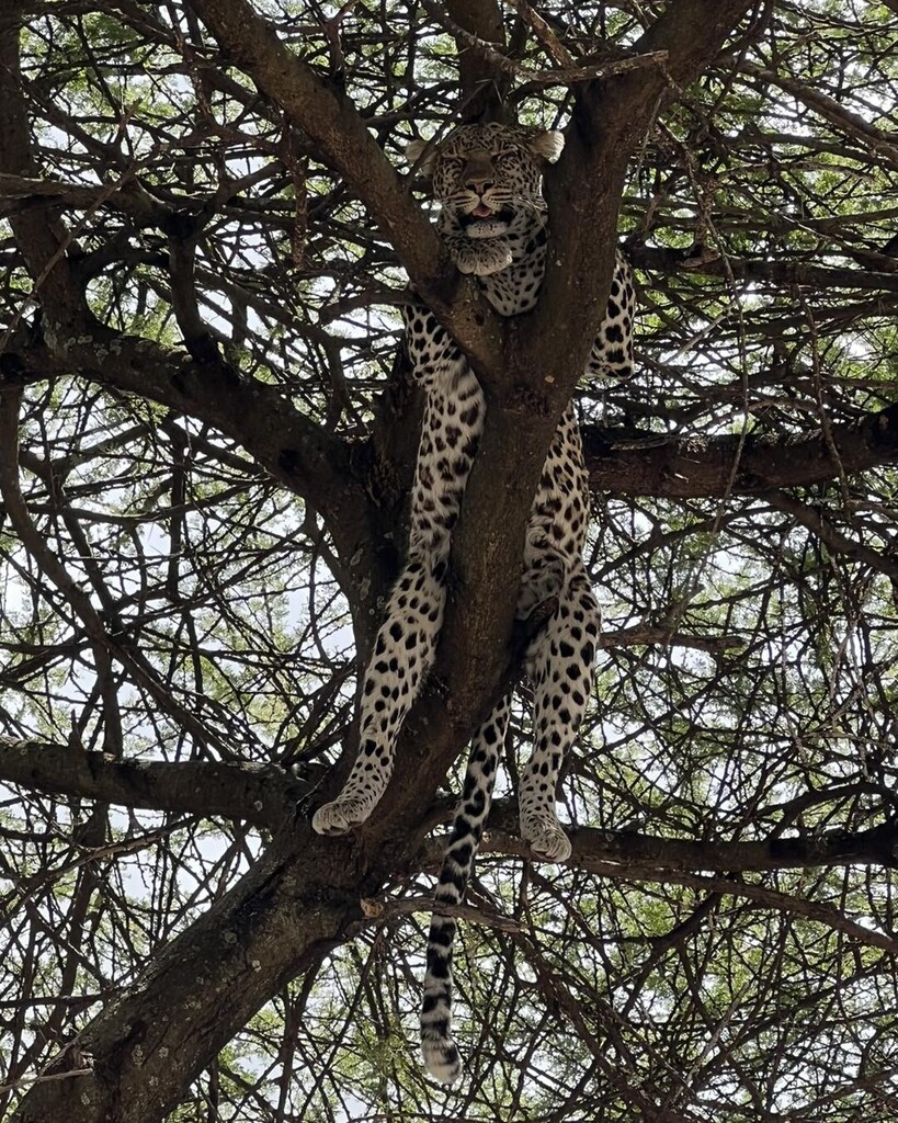 SOASafaris's tweet photo. Another reason to look up ⬆️!! This chunky male leopard had a meal in a tree nearby and then found a shady spot in the canopy of a different tree. We could hear him panting in the shade!
Ndutu Region on the southern border of Serengeti National Park, Tan… https://t.co/XBF6LLOd3R https://t.co/8BJwny6rif