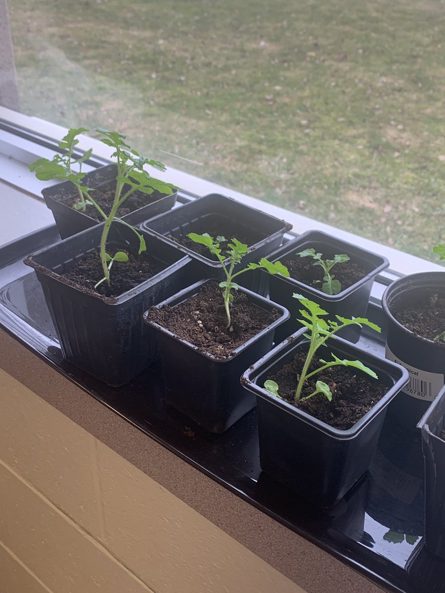 MrsThuss's tweet image. Excited to see how much the @stannescss mustard seeds have grown. Schools across @HPCDSB are participating in the Major Mustard challenge as part of the @DevPeace Schools program. I wonder which school will have the tallest plant? #parableofthemustardseed