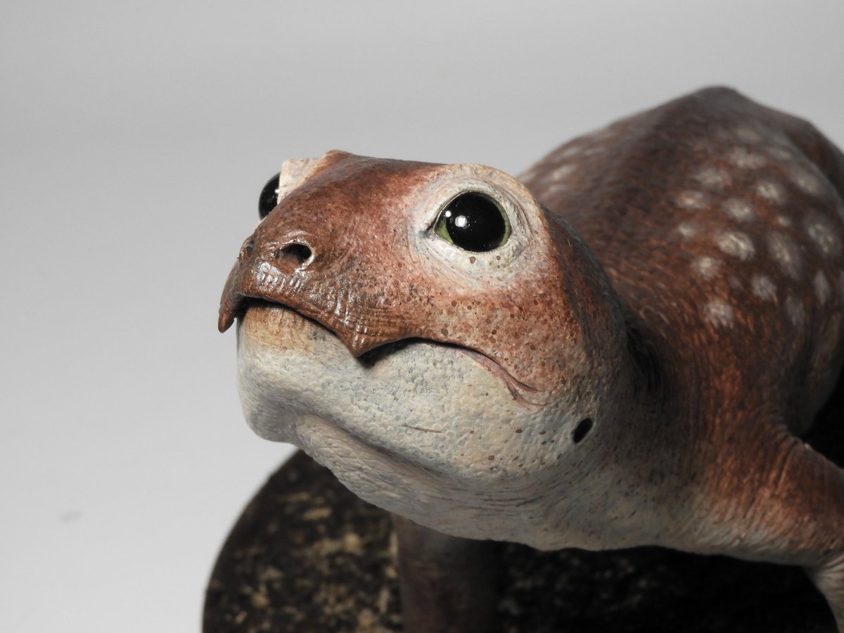dinoesculturas's tweet photo. Better pictures of this little full size #Myosaurus gracilis sculpture. Handmade, epoxy clay, plastic eyes, polymeric clay limbs. It's a small dicynodont from the Triassic of Antarctica https://t.co/P2tIPdzJ9V