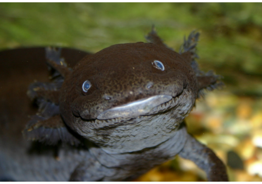 AxolotlHourly's tweet photo. Axolotl https://t.co/CfObAEIxVi