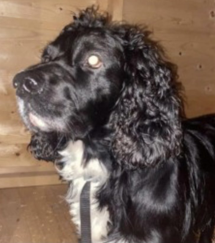 rosieDoc2's tweet photo. #SpanielHour
HARLEY STEWART missing #Bathgate #WestLothian MEADOW PARK AREA
#EH48 π΄σ §σ ’σ ³σ £σ ΄σ Ώ #Scotland 29/3/23
Black male #CockerSpaniel with white mark on chest
Got of leash & didnβt return
Friendly boy
https://t.co/Uvc9zHhFr8
@bathgatethistle @BathgateSNP @BathgateGolf @bs2510 https://t.co/g6OaVEYdxv